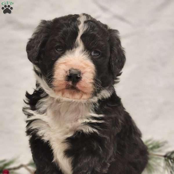 Cooper, Bernedoodle Puppy